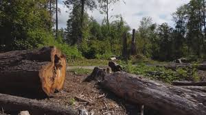 How Our Tree Care Process Works  in Dulce, NM